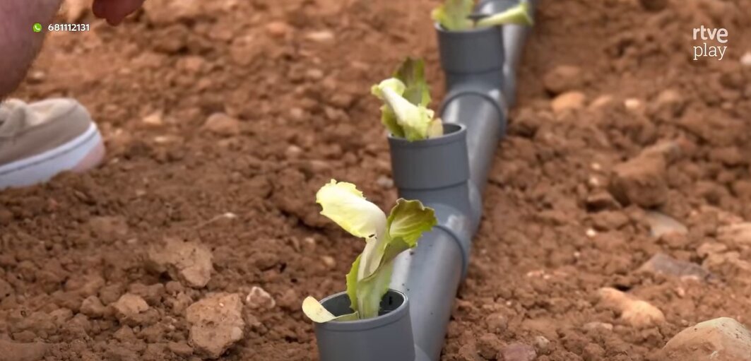 Cultivo hidropónico en Torres del Carrizal